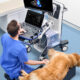 Mindray Vetus 9 scanning dog