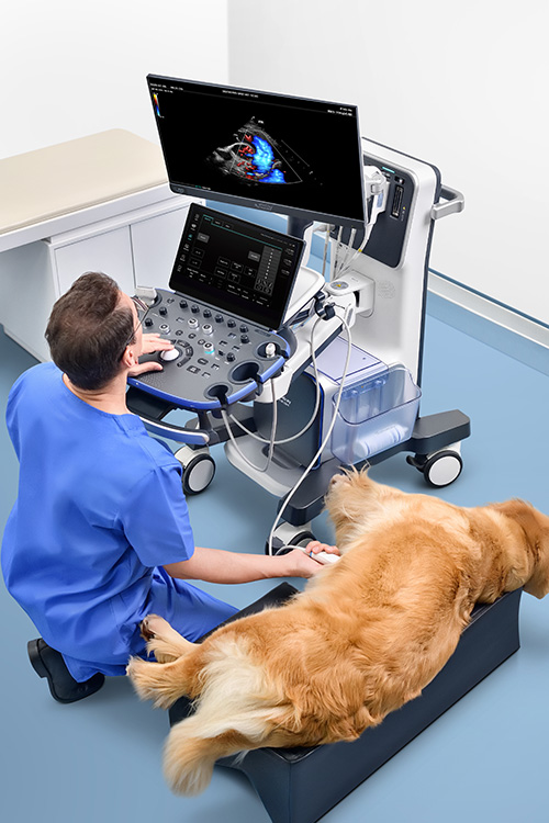 mindray-vetus-9-in-use Mindray Vetus 9 scanning dog