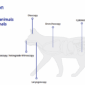 veterinary endoscope customized buttons